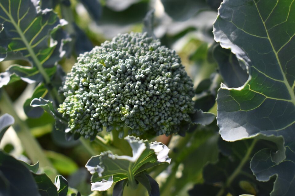 Organic healthy produce