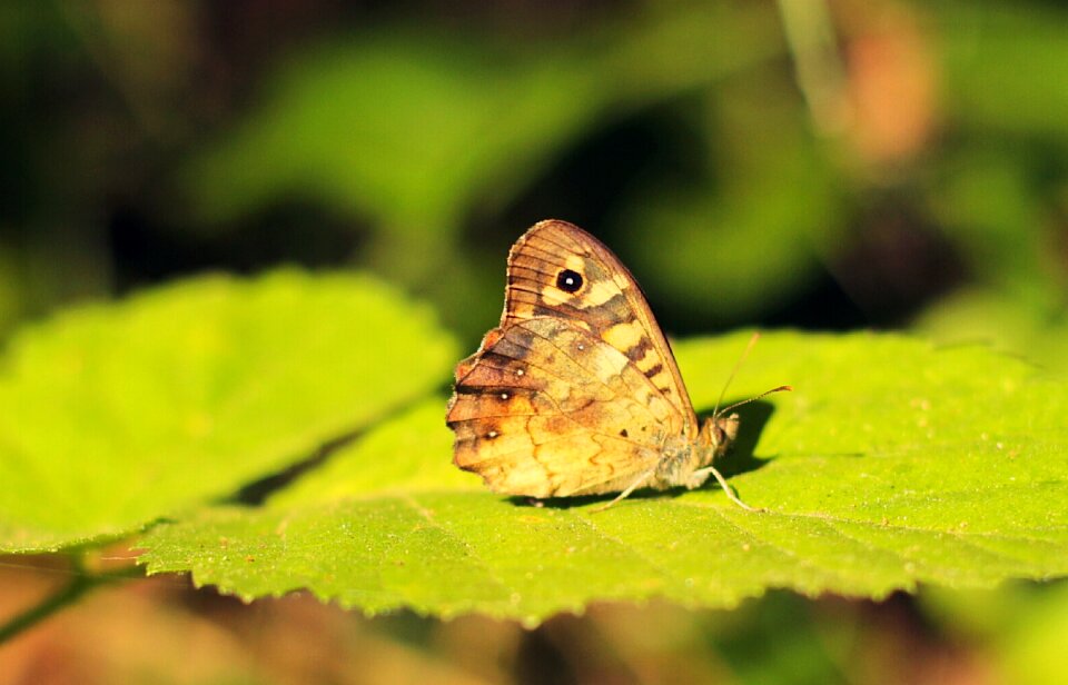 Butterfly green nature