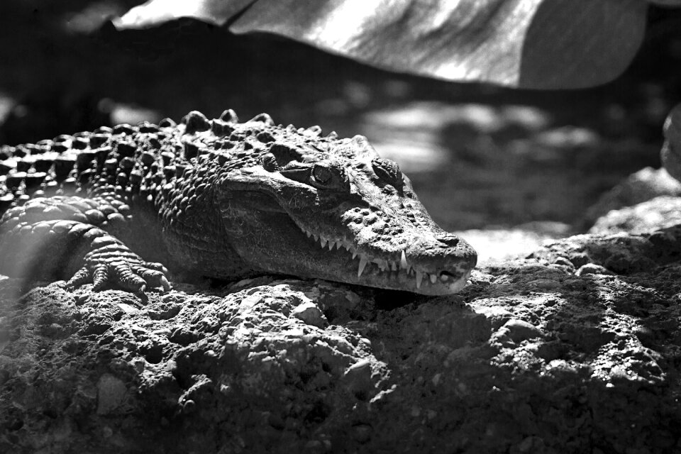 Black and white light scale