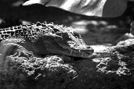 Black and white light scale