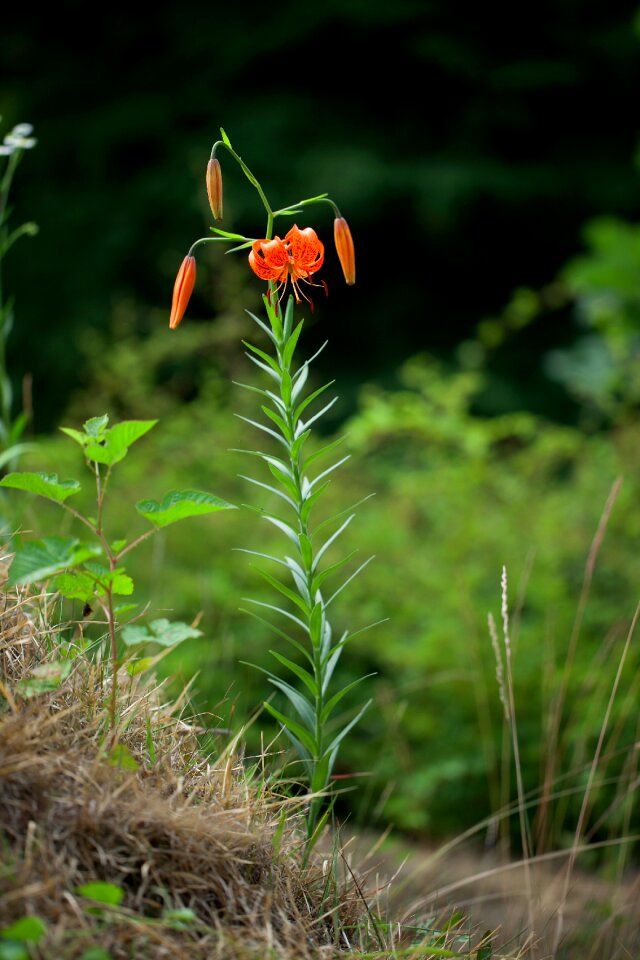 Outdoors flowers leaf