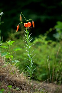 Outdoors flowers leaf