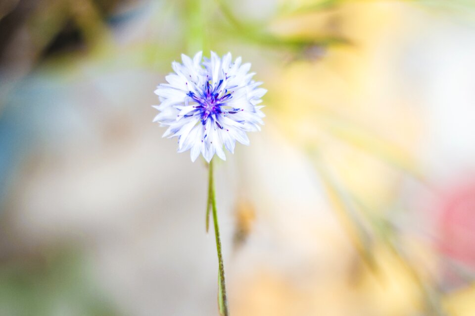 Hay white summer