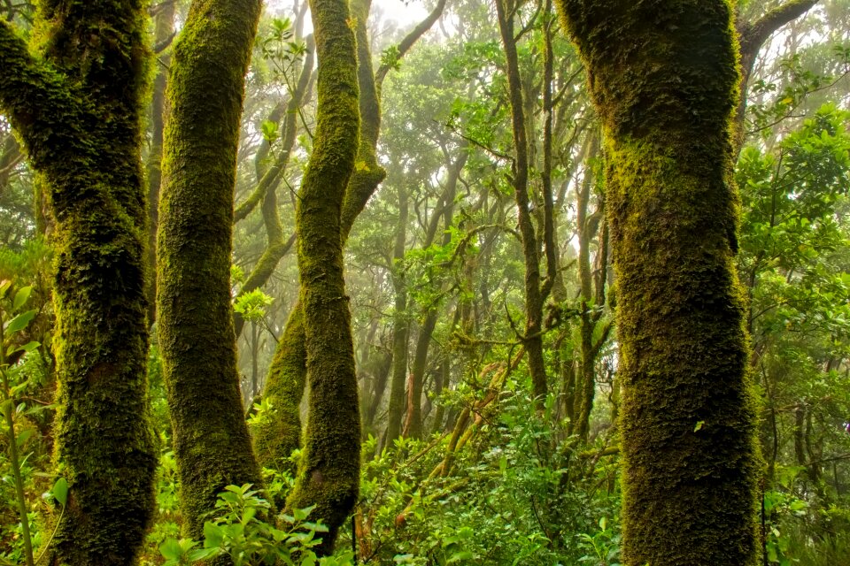 Jungle nature outdoors