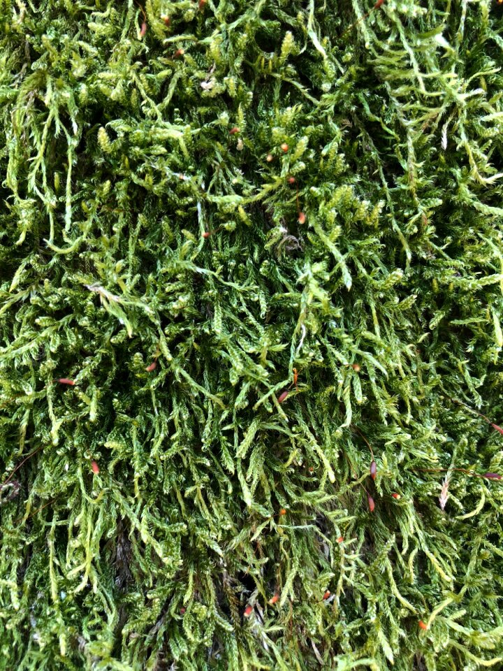 Agriculture herb growth