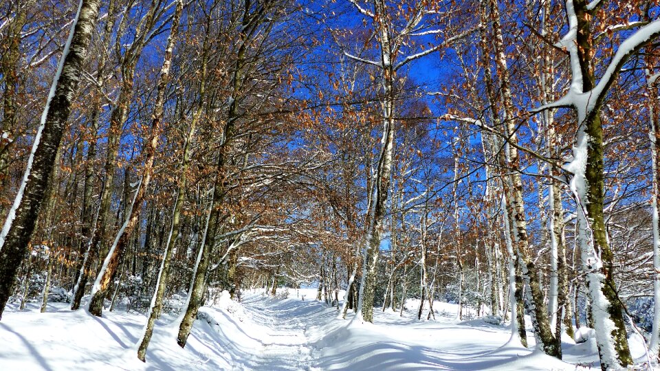 Nature landscape winter landscape photo