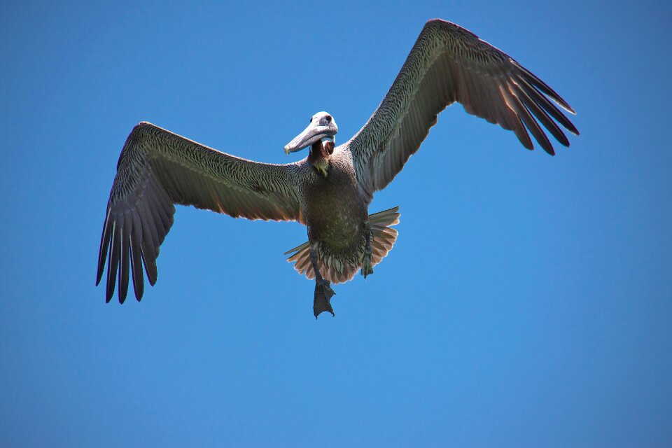 Pelikan florida clearwater beach usa