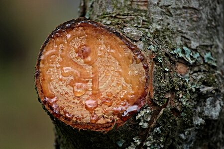 Nature tree sawed off