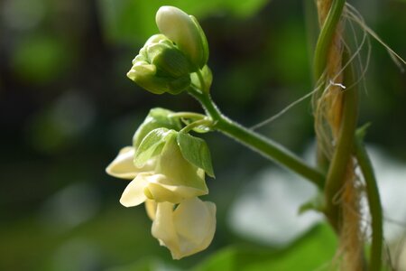 Bean plant vegetable photo