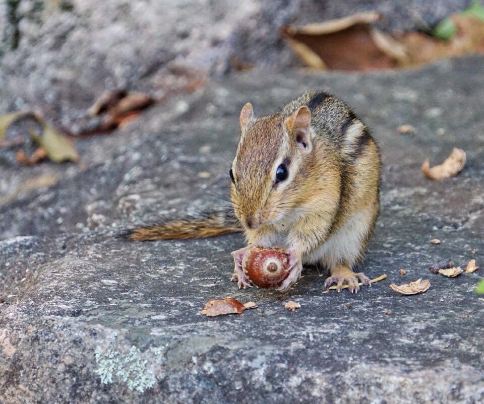 Cute little squirrel