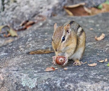 Cute little squirrel photo