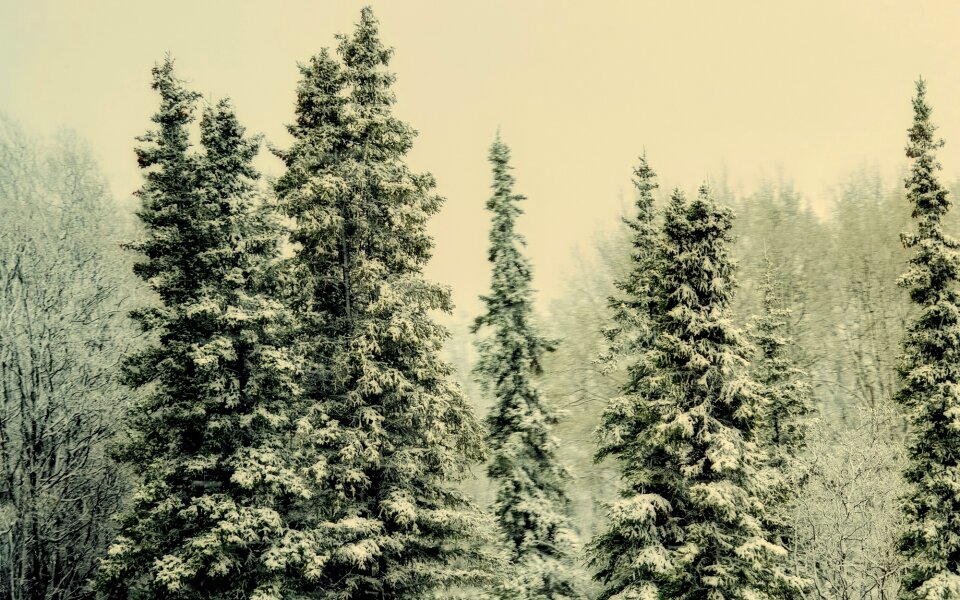 Landscape forest trees