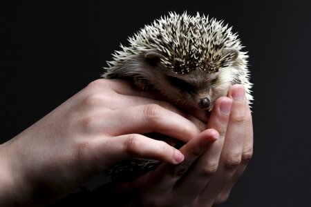 Hands prickly sting