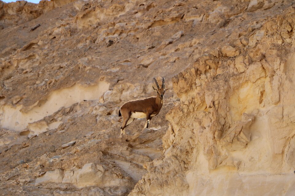 Nature south israel