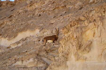 Nature south israel