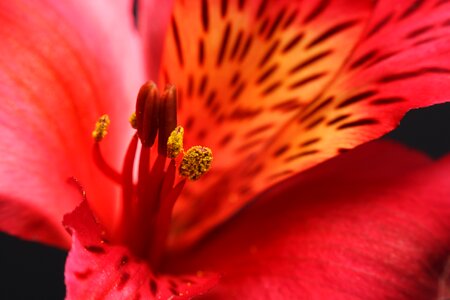 Red stamen pistil