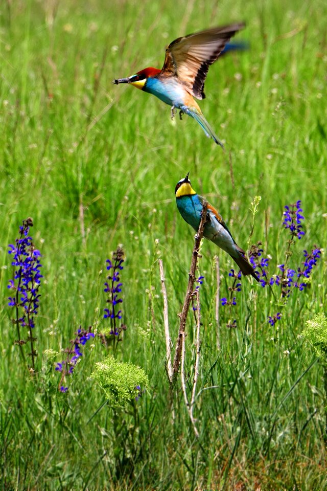 European bee eater colorful birds flying