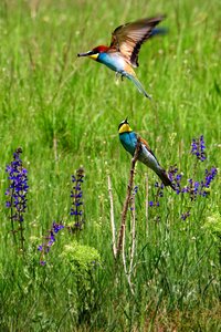 European bee eater colorful birds flying photo