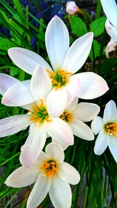 Plant bloom floral