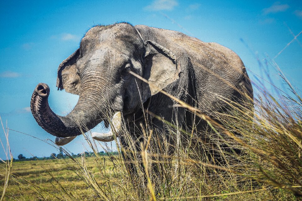 Large wild elephant thailand