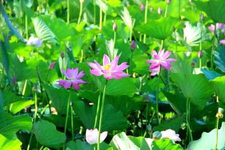 Lotus green summer