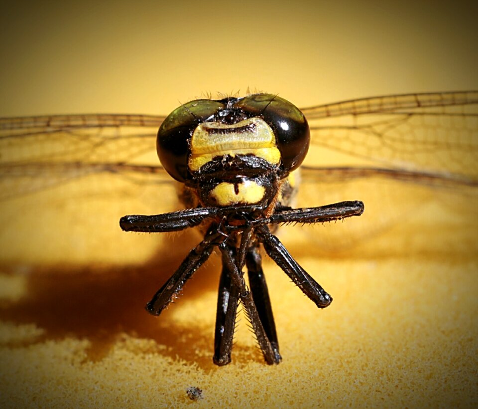 Drinking coffee dragonfly helicopter