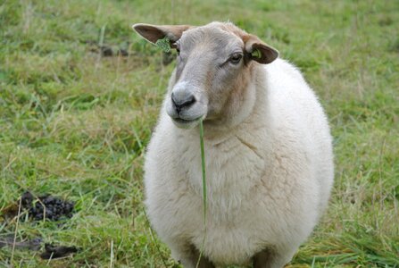 Sheep animal kingdom countryside photo