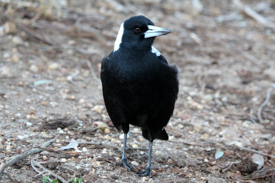 Bird standing ground