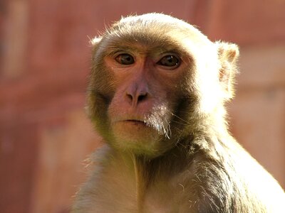 Animal pet wildlife