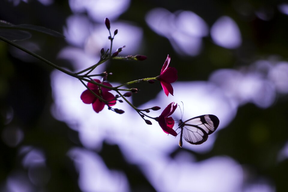 Insect wing mood