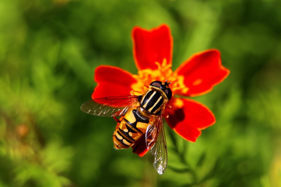 Citroenpendel hoverfly bug nature