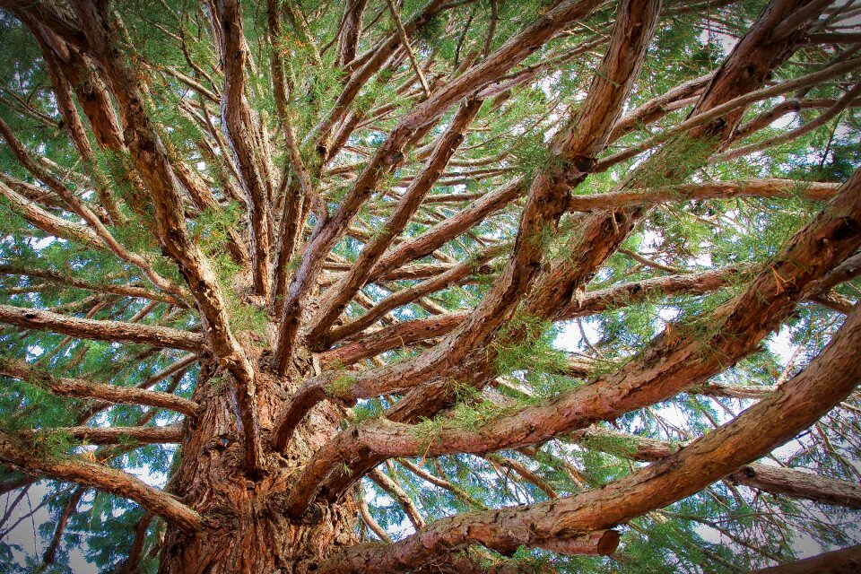 Conifer aesthetic branches