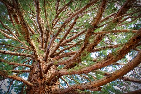 Conifer aesthetic branches