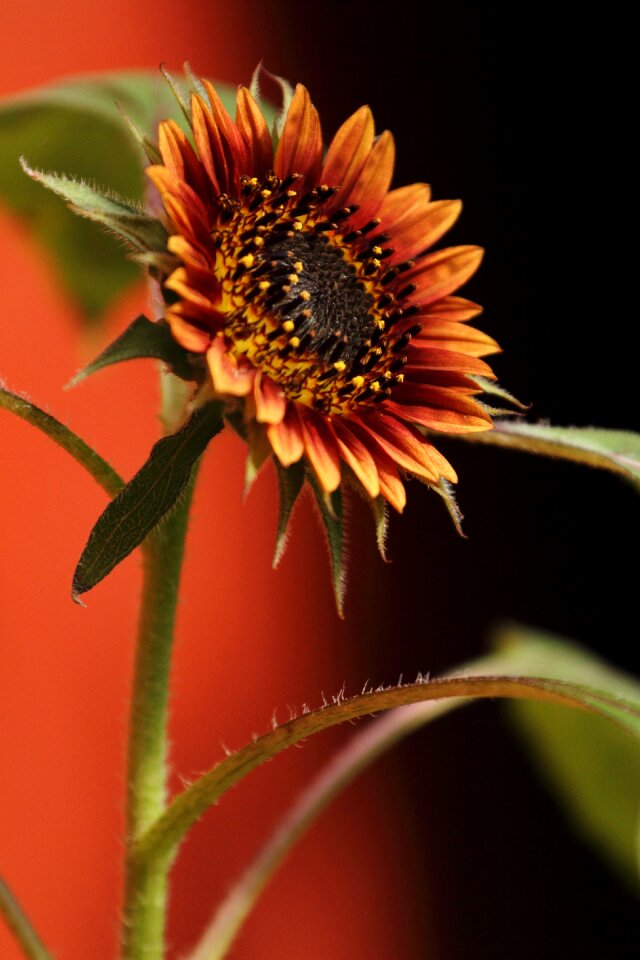 Summer colorful bloom