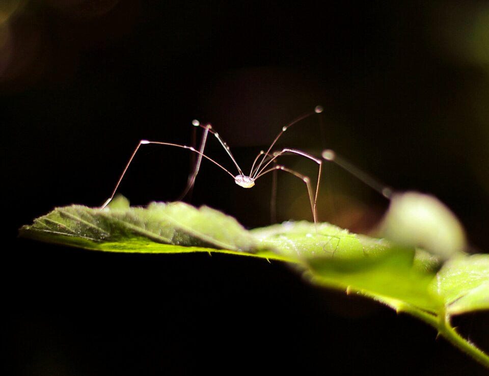 Insect spider nature