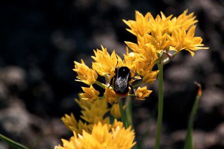 Hummel photography macro photography