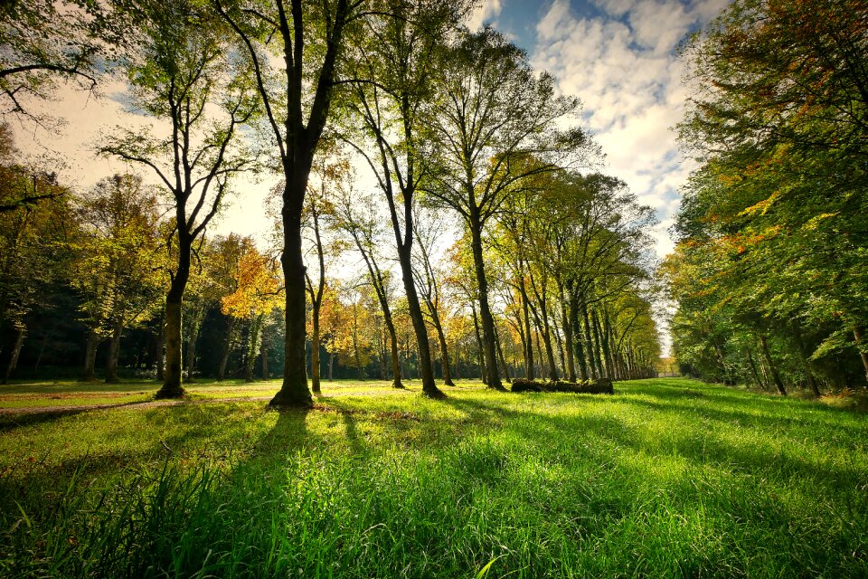 Nature grass backlighting