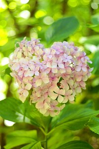 Heart flower natural