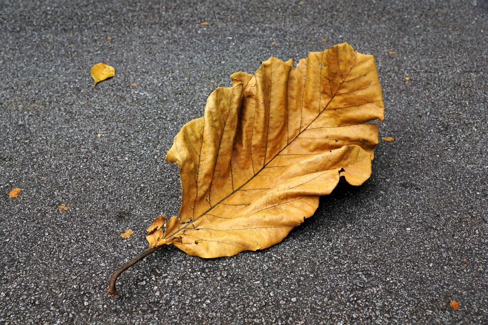 Asphalt background maple
