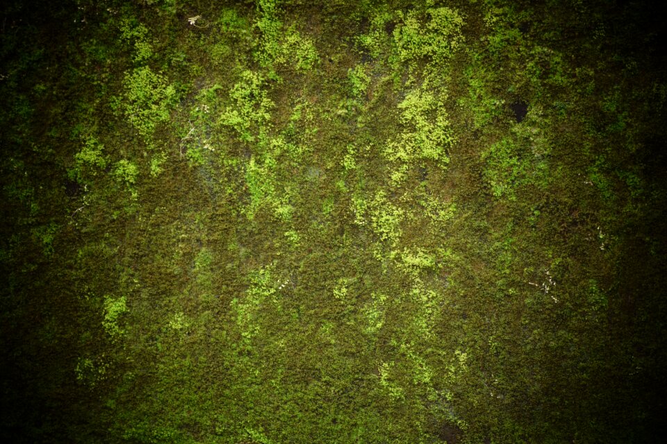 Nature texture vintage