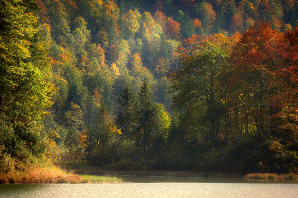 Nature wood forest