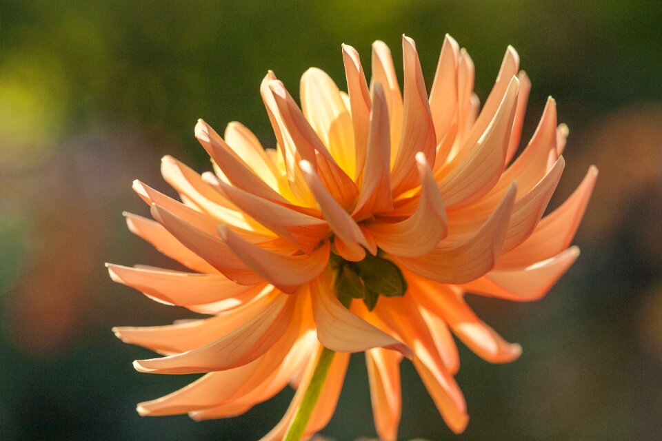 Bloom dahlia garden flower
