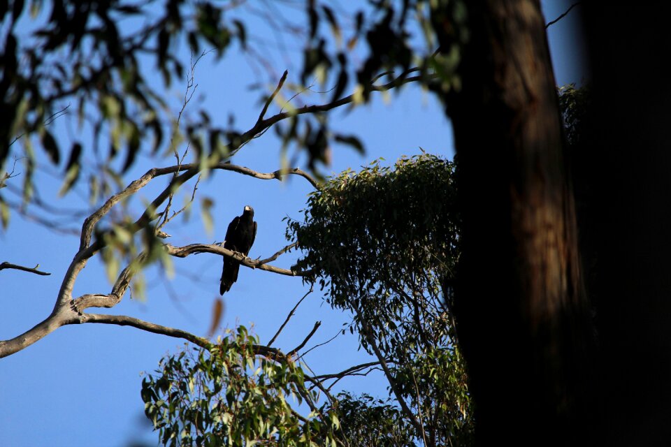 Wedgetail perched perch