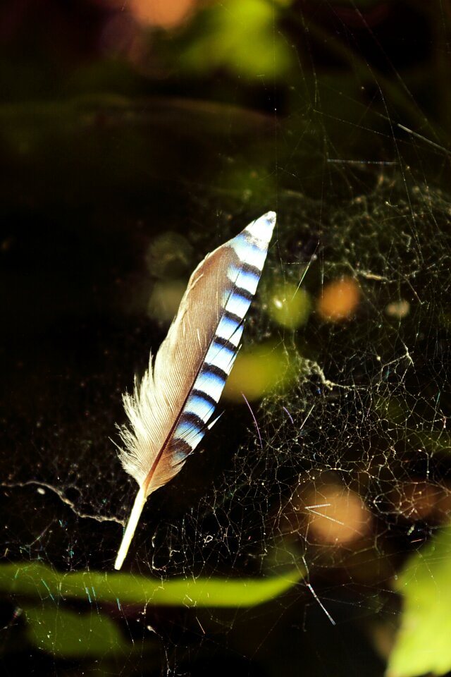 Feather blue network