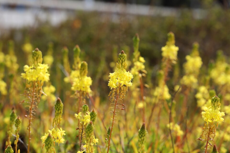 Hayfield flowering field