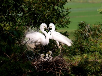 Nest tree birds photo