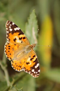 Butterfly wing orange photo