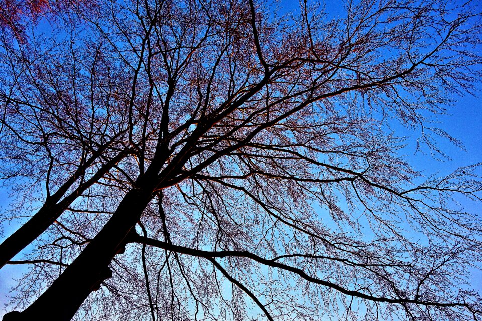 Branch bare branch skeletal