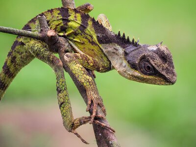 Cuc phuong national park vietnam reptiles