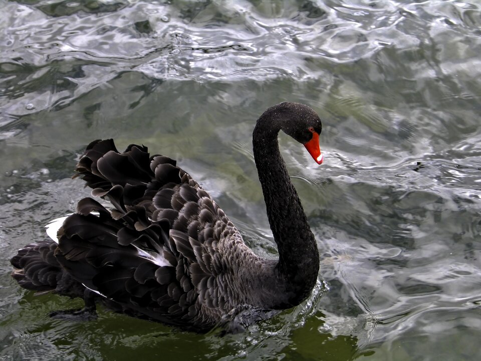 Swan lake water birds gray lake